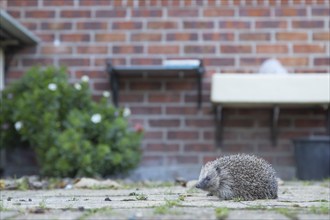 European hedgehog (Erinaceus europaeus) adult animal on a garden patio with a house in the