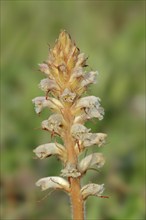 Common broomrape (Orobanche minor), Provence, southern France