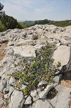 Italian buckthorn (Rhamnus alaternus), Provence, southern France