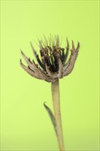 Cretaceous ragwort (Hedypnois rhagadioloides, Hedypnois cretica), fruit stand, Camargue, Provence,