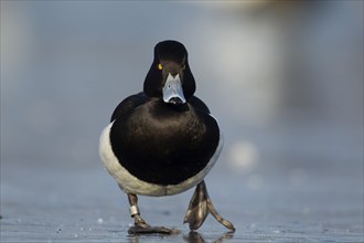 Tufted duck (Aythya fuligula) adult male bird walking on a frozen lake in winter, England, United