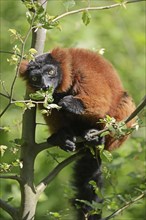 Red Vari (Varecia rubra, Varecia variegata rubra), captive, native to Madagascar