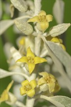 Narrow-leaved willow (Elaeagnus angustifolia), flowers and leaves, Provence, southern France