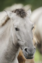 Dülmen wild horse, portrait, Merfelder Bruch, Dülmen, North Rhine-Westphalia, Germany, Europe