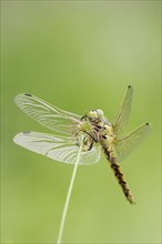 Black-tailed skimmer (Orthetrum cancellatum), female, North Rhine-Westphalia, Germany, Europe