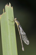 Willow emerald damselfly (Chalcolestes viridis) freshly hatched female, North Rhine-Westphalia,