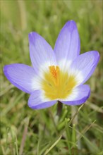 Sieber crocus or Greek dwarf crocus (Crocus sieberi), North Rhine-Westphalia, Germany, Europe