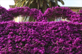 Bougainvillea, Côte d'Azur, Provence, France, Europe