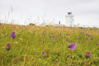 A white lighthouse towers over a flowery meadow, South Foreland Lighthouse, White cliffs of Dover,