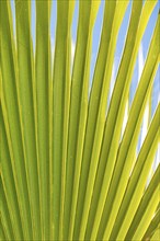 Sunlit palm leaf with shadow play of the leaf veins, cloudless blue sky in the background, close-up