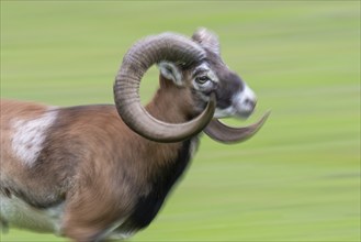 Mouflon (Ovis orientalis), Haltern, North Rhine-Westphalia, Germany, Europe