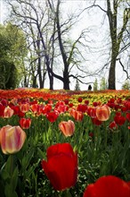 Park and flower meadow with colourful tulips, Mainau Island, Lake Constance, Baden-Württemberg,