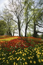 Park and flower meadow with colourful tulips, Mainau Island, Lake Constance, Baden-Württemberg,