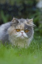 Persian cat, long-haired cat, meadow