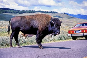 Bison, English buffalo, wild cattle North America, Yellowstone Park, Wyoming, USA, North America