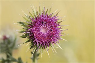 Musk thistle (Carduus nutans), flower, North Rhine-Westphalia, Germany, Europe