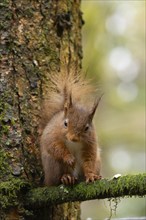 Red squirrel (Sciurus vulgaris) adult animal on a tree branch, Yorkshire, England, United Kingdom,