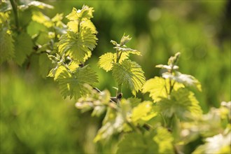 Young leaves of a grapevine in spring, viticulture, budding, shoots, vines, Baden-Württemberg,