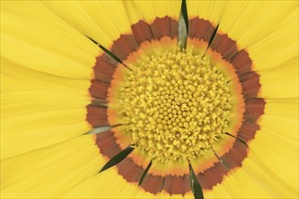 Gazania or Mittagsgold (Gazania hybride), flower detail, ornamental plant, North Rhine-Westphalia,