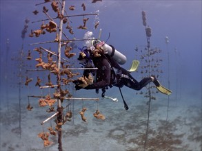 Coral farming. Diver cleans the frame on which young specimens of Elkhorn coral (Acropora palmata)