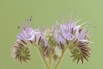 Tansy Phacelia (Phacelia tanacetifolia), flower, North Rhine-Westphalia, Germany, Europe