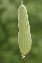 Sponge cucumber (Luffa aegyptiaca, Luffa cylindrica), fruit, useful plant