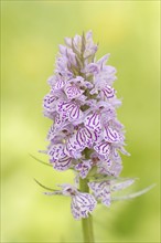 Moorland spotted orchid (Dactylorhiza maculata), North Rhine-Westphalia, Germany, Europe