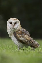 Barn owl (Tyto alba), captive, North Rhine-Westphalia, Germany, Europe