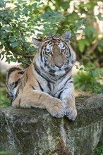 Siberian tiger (Panthera tigris altaica) lying on a rock, captive, Germany, Europe