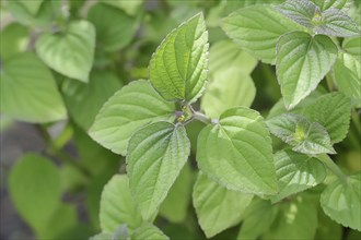 Honeydew melon sage or pineapple sage (Salvia elegans), leaves, ornamental plant, North