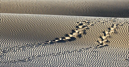 Nature reserve Dunes of Maspalomas, tracks in sand dunes in the evening light, Province of Las