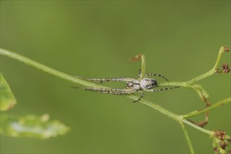 Autumn spider (Metellina segmentata, Meta segmentata), North Rhine-Westphalia, Germany, Europe