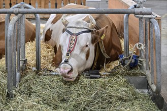 Simmental dairy cow