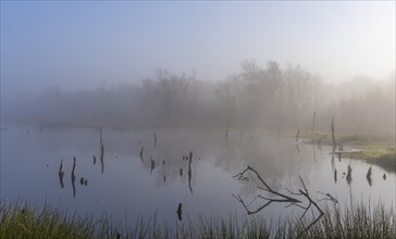 Early morning fog, landscape in and around Wittmoor, Norderstedt, Schleswig-Holstein, Germany,