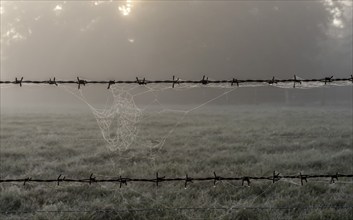 Early morning fog, landscape in and around Wittmoor, Norderstedt, Schleswig-Holstein, Germany,