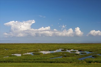 Salt marshes on the North Sea, Krummhörn, East Frisia, Lower Saxony, Germany, Europe