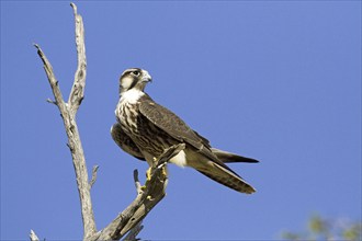 Lanner falcon (Falco biarmicus) on a perch in the Kalahari South Africa