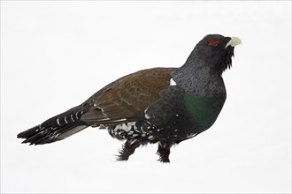 Capercaillie in the snow, (Tetrao urugallus), winter, landscape, side view, Vesterberget, Hamra,