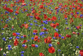 Europe, Germany, Mecklenburg-Western Pomerania, Poppy field and cornflowers near Göhren-Lebbin,