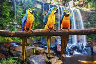 Blue-and-Yellow Macaw Ara ararauna, also known as the Blue-and-Gold Macaw against tropical