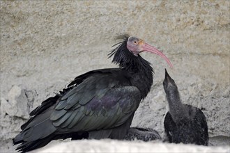 Northern Bald Ibis (Geronticus eremita) with chicks in the nest, Austria, Europe