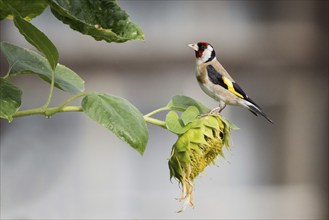 A european goldfinch (Carduelis carduelis) sitting on a faded sunflower with green leaves in the