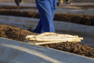 Asparagus harvest at farmer Hartmut Magin's in Mutterstadt, Rhineland-Palatinate