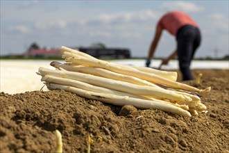 Agriculture asparagus harvest in Mutterstadt, Palatinate