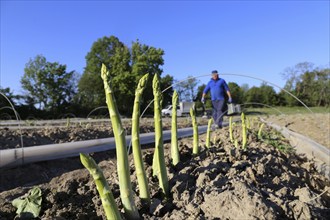 Agriculture asparagus harvest: Workers harvesting green asparagus in an asparagus field in