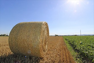 Straw pressed into round bales on a harvested wheat field in the evening sun (Mutterstadt,