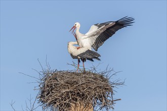 Mating white storks in courtship display (ciconia ciconia) on their nest in spring. Bas Rhin,