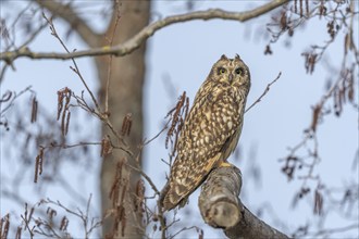 Short-eared owl (Asio flameus) sitting on a branch. Bas Rhin, Alsace, France, Europe