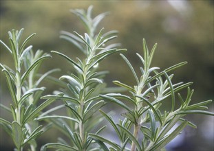 Rosemary (Salvia rosmarinus), with water droplets, North Rhine-Westphalia, Germany, Europe