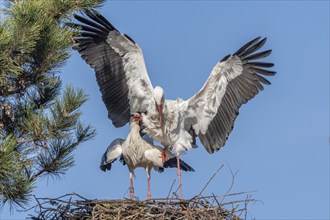 Mating white storks in courtship display (ciconia ciconia) on their nest in spring. Bas Rhin,